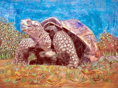 Galapagos Turtle I