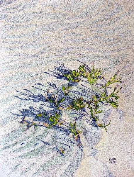 Sea Rocket