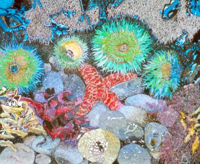 Anemones & Starfish